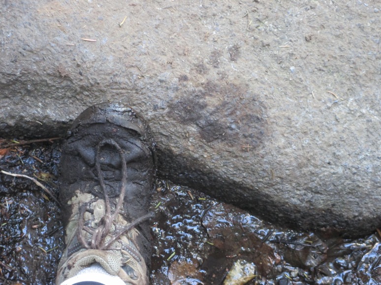 This wet print got my attention - a bit different from the muddy boot prints I'd been following